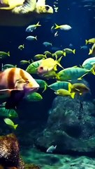 Beautiful_Amazing_Sea_Fish's_Lovely_Scene_#sea_#sealife_#like_#share_#subscribe_#dolphin_#seafish(480p)