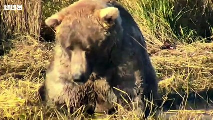 'Fat Bear Week' takes place in the US state of Alaska