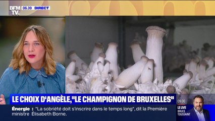 Le choix d'Angèle - Des champignons produits à base de pain et de bière, en Belgique