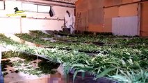 Pistoia, 500 piante di canapa sequestrate. Cinque arresti