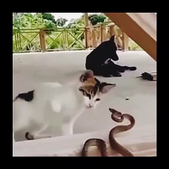 Cat and Snake fight