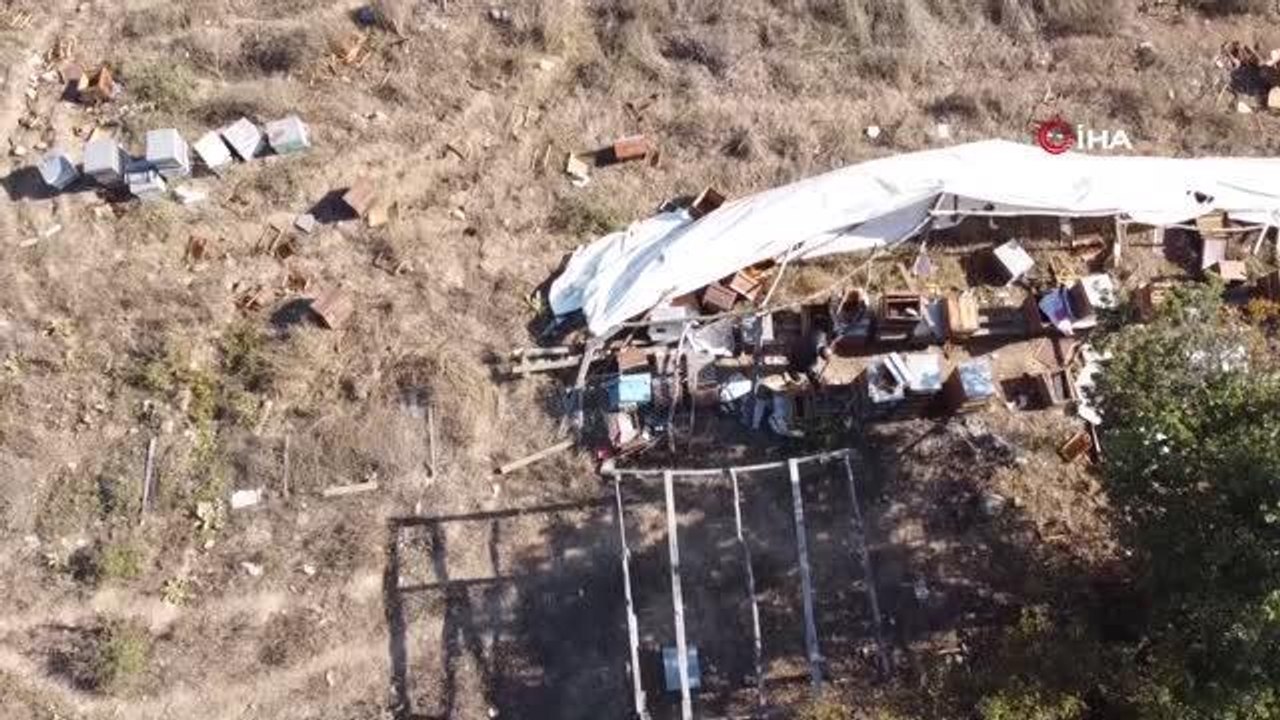 Ayı ailesi arı çiftliğini bastı... Bal dolu kovanları yiyip dağıttılar