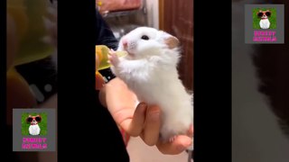 Cute and Funny animals Videos