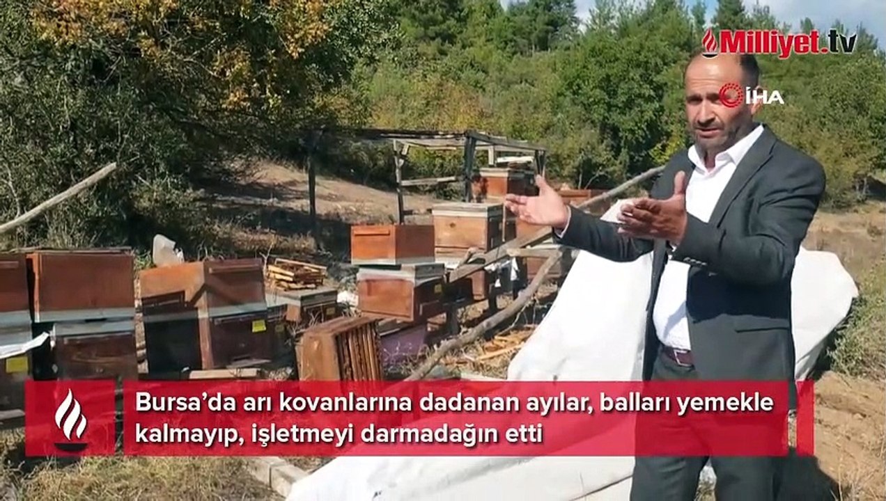 Ayı ailesi arı çiftliğini bastı! Bal dolu kovanları yiyip dağıttılar