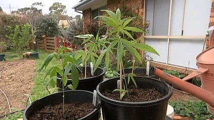 Calls to expand testing to include home-grown cannabis