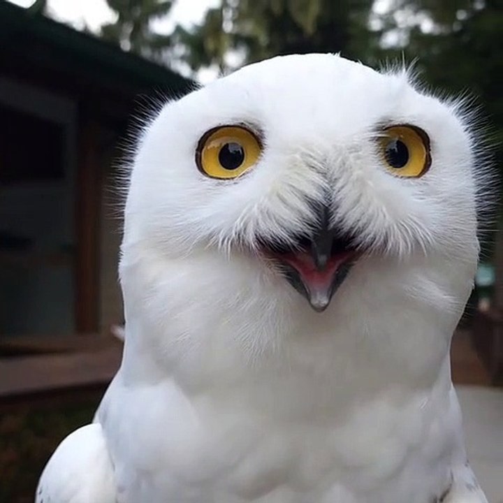 Snowy Cute Owl