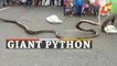 WATCH: Huge Python Rescued From Sambalpur Village | Odisha