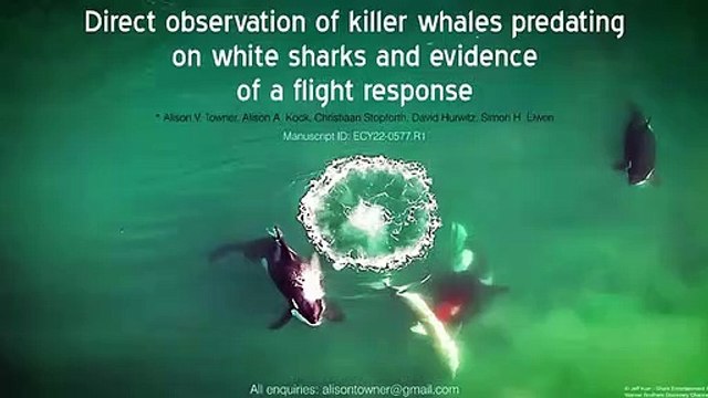 Orcas matam tubarões