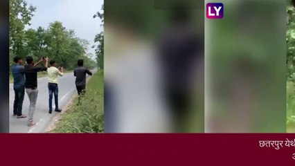 VIDEO: जीव धोक्यात घालून युवकाने घेतला चक्क वाघासोबत सेल्फी! पाहा व्हिडीओ