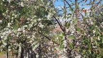 Sivas haber: Sivas'ta kış öncesi elma ağaçları çiçek açtı