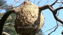 Crematogaster wasp nest hanging on a tree