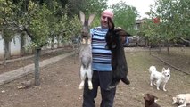 Tokat haberi! Tokat'ta dev tavşanlar görenleri şaşırtıyor
