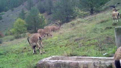 Yaban hayvanları GPS vericili tasma ve fotokapanlarla doğasında izleniyor