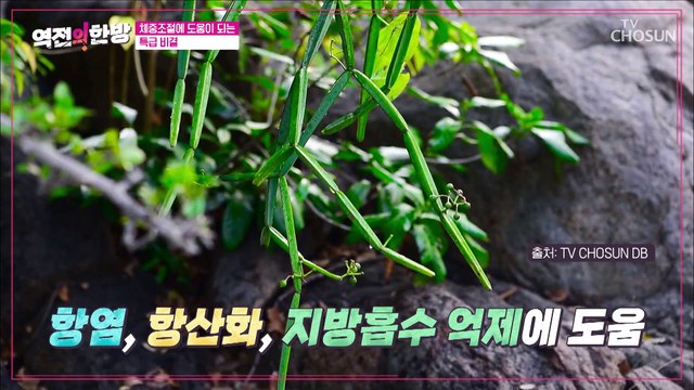 체중조절과 다이어트에 도움을 주는 『 시서스 』 TV CHOSUN 20221007 방송