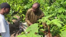 Nijeryalı genç kız, bahçede kurduğu 