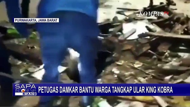 Petugas Damkar di Purwakarta Bantu Tangkap Ular King Cobra di Tengah Permukiman Warga!
