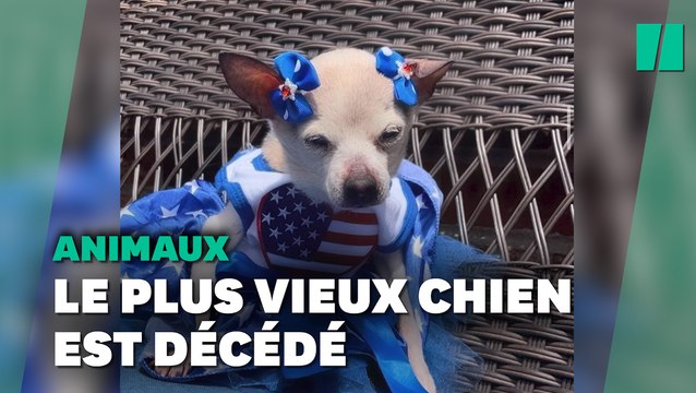 Pebbles, le plus vieille chienne du monde est décédée à l'âge de 22 ans