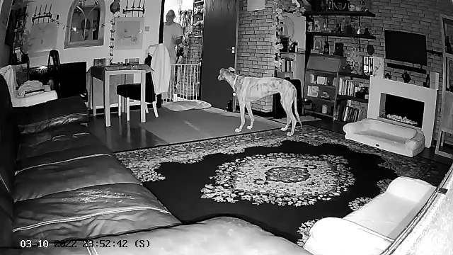 Dog owners were shocked when CCTV showed their clever pooch rearranging the furniture in the middle of the night - to make herself a perfect comfy double bed