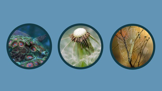 Les formes géométriques dans la nature