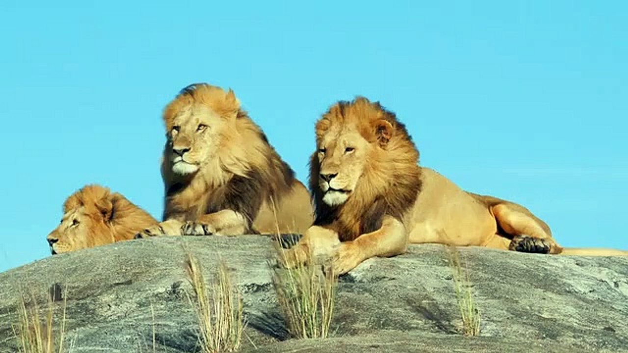 Lion the king