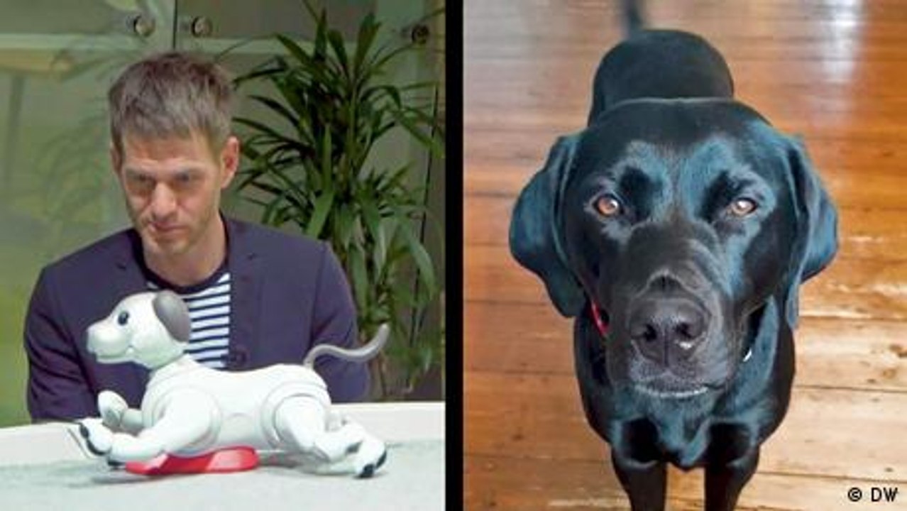 Roboterhund oder echter Hund: wer ist besser?