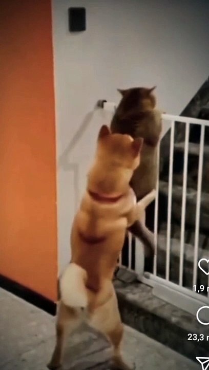robbery cat and dog