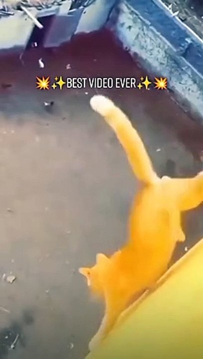 Free fall cat