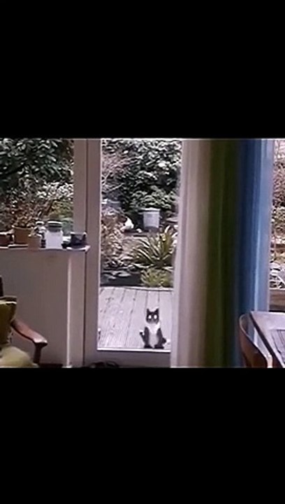 kangaroo cat