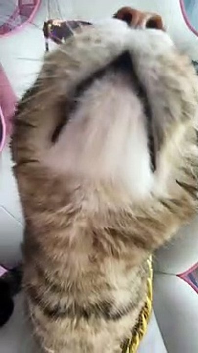 50 cent cat