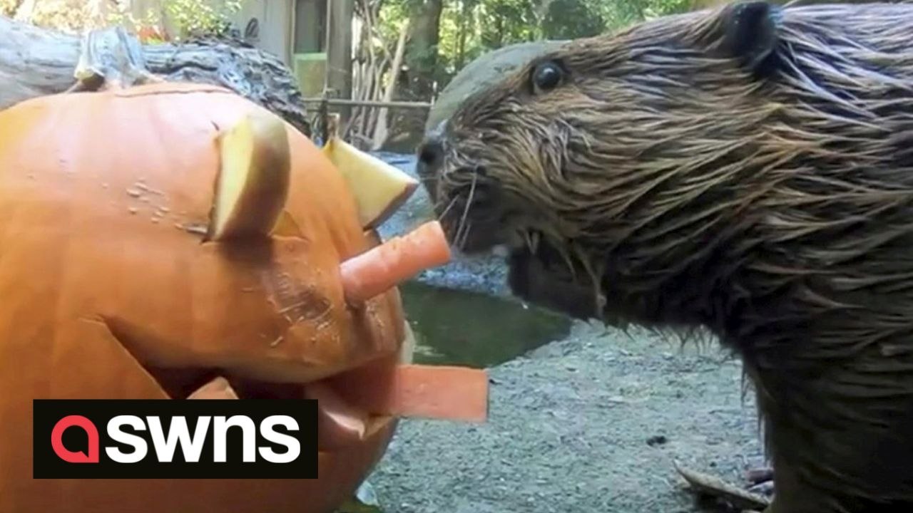 SOUND ON! Adorable beavers munch on plentiful snacks at Oregon Zoo ...