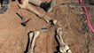 Ancient Bones of a Long Extinct, 10-Foot-Tall Bird Discovered in Australia