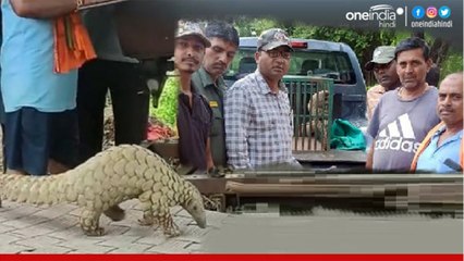 Satna News: खुदाई के दौरान किसान को दिखा दुर्लभ प्रजाति का Pangolin, मुकुंदपुर टीम ने किया रेस्क्यू
