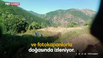 Yaban hayvanları doğal ortamlarında fotokapanlarla izleniyor