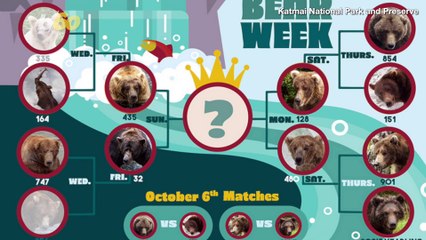 Fat Bear Week is Back! Vote On the Chunkiest Salmon-Eater in Alaska