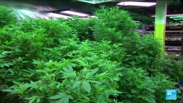 Etats-Unis : Joe Biden efface toutes les condamnations fédérales pour simple détention de cannabis