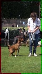 There Are Is A Dog Breed That Doesn’t Bark #shorts