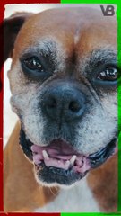 You Can't Teach An Old Dog New Tricks #shorts