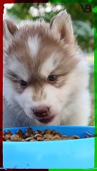 Puppies Need Extra Food #shorts