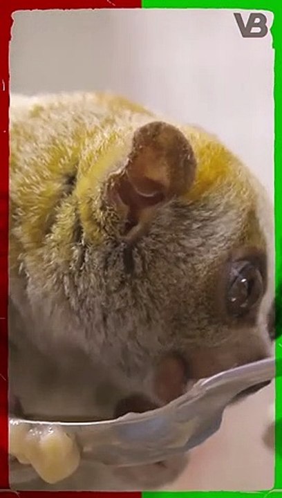 Slow Lorises Are Venomous