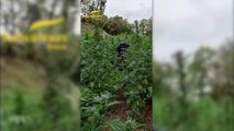 Coltivazione di marijuana, sequestrata area da 2500 mq nel bresciano