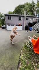 George the Basketball Playing Goat