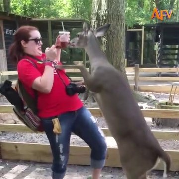 Funny videos of animals || Funny videos & entertainment .