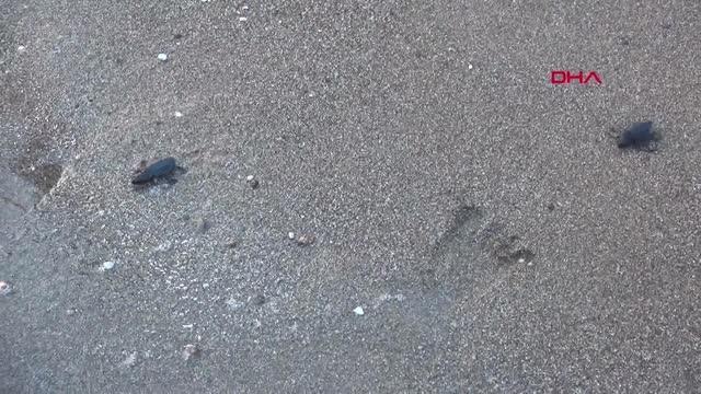 35 BİN YAVRU CARETTA CARETTANIN YARISI DENİZE ULAŞTI