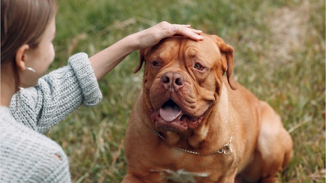 Floods of tears as this terminally ill dog gets adopted by a woman who'll love her till the end