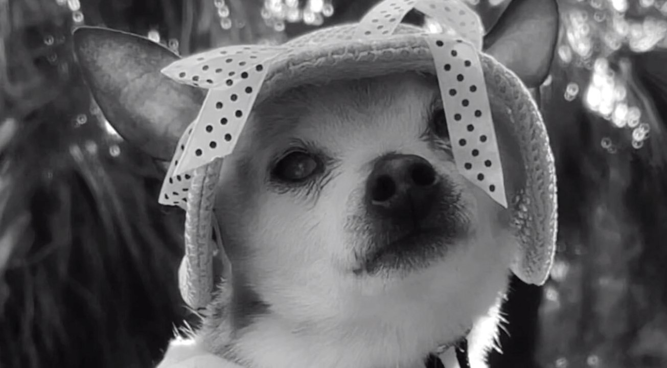 Der älteste Hund der Welt "Pebbles" ist tot video Dailymotion