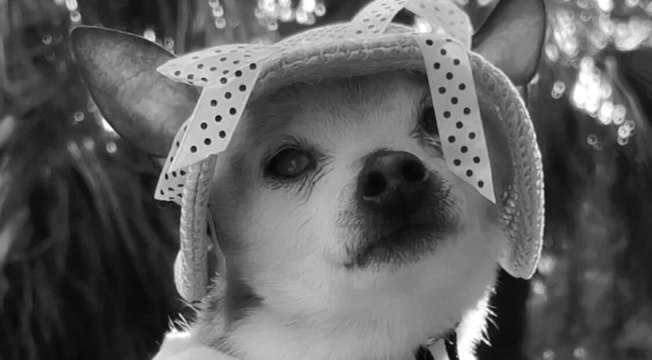 Der älteste Hund der Welt Pebbles ist tot