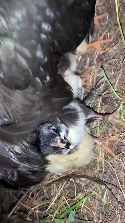 Missing Hen Makes a Surprising Return