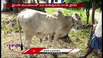 Lampi Skin Virus _  22 Cows Infected with Lampi Virus In Bhainsa  _ Nirmal Dist _  V6 News