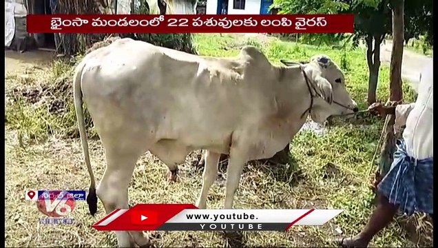 Lampi Skin Virus _ 22 Cows Infected with Lampi Virus In Bhainsa _ Nirmal Dist _ V6 News