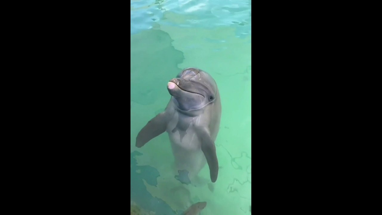 Dolfin Fish Video।